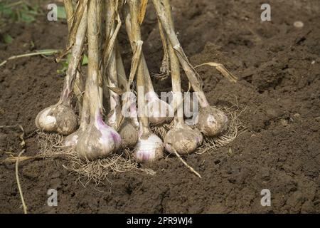 Le lampadine all'aglio appena raccolte si asciugano all'aperto Foto Stock