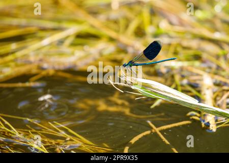 Una libellula con bande blu in un fiume Foto Stock