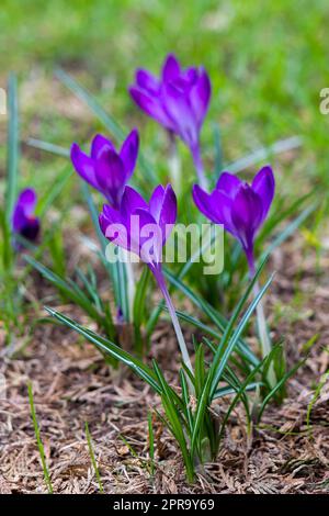 fiori di crocus - uno dei primi fiori primaverili Foto Stock