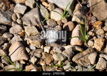 Skipper bianco comune Foto Stock