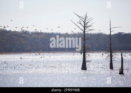 Northern Shoveler e Pintail Ducks in Flight Foto Stock