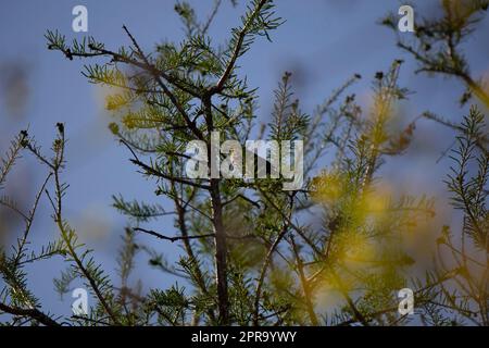 Blackbird femminile con ali rosse su un albero Foto Stock