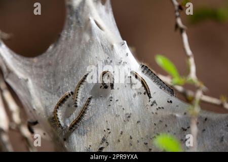 Tenda orientale i bruchi Foto Stock