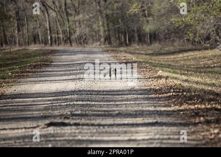 Comune Raccoon che attraversa la strada Foto Stock