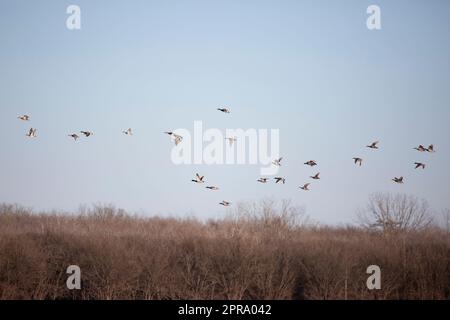 Grande gregge di anatre in volo Foto Stock