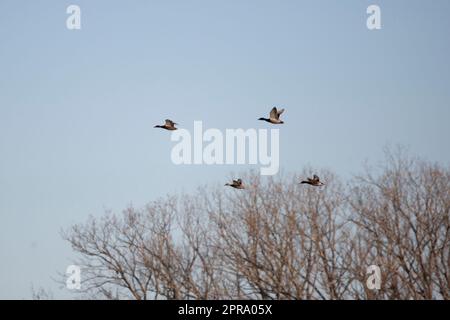 Quattro Mallard Ducks in Flight Foto Stock