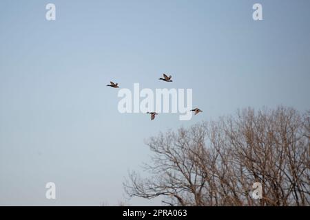 Quattro Mallard Ducks in Flight Foto Stock