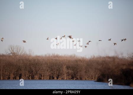 Grande gregge di anatre tra cui drake e galline mallards (Anas platyrhynchos), drake e galline gadwalls (Mareca strepera), e un dragone americano drake (ma Foto Stock