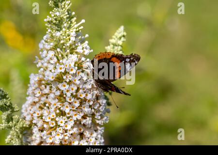 Fioritura fiori di buddleja davidii iin un giardino estivo. Fiori che farfalle amore Foto Stock