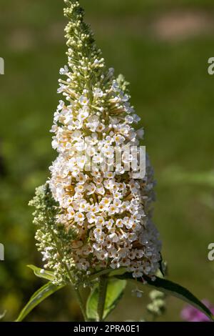 Fioritura fiori di buddleja davidii iin un giardino estivo. Fiori che farfalle amore Foto Stock