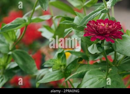 Fiore rosa Zinnia fiorito in giardino in un giorno d'estate Foto Stock