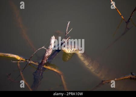 Diamondback Water Snake Flicking its Tongue Foto Stock