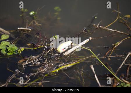 Pesca con esche artificiali Foto Stock