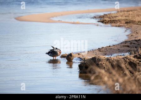 Grooming Mallard Duck Foto Stock