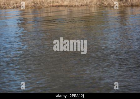 Cursore Red-Eared Turtle Foto Stock