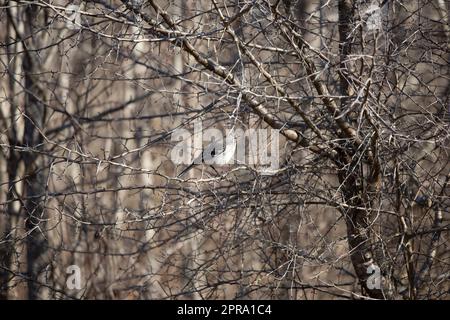 Curioso Northern Mockingbird Foto Stock