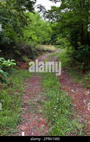 La strada di campagna si snoda attraverso la natura, attraversa un piccolo torrente e continua Foto Stock