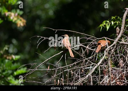 Un paio di Brown Thrashers su un arto Foto Stock