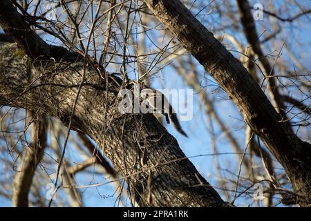 Eastern Gray Squirrel in corsa Foto Stock