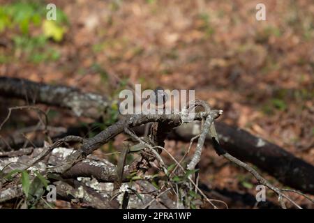 Junco dagli occhi scuri su un arto Foto Stock