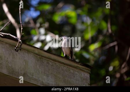 Curioso Northern Mockingbird Foto Stock