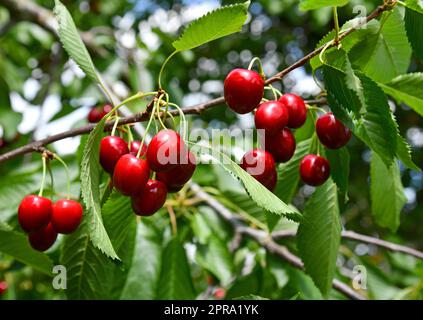 Ciliegie rosse pronte per la raccolta Foto Stock