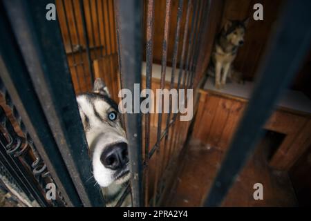 Primo piano della museruola di un cane husky dagli occhi blu seduto in una voliera. Foto Stock