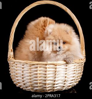 Due cuccioli di Spitz Pomeraniani seduti in un cesto di vimini su sfondo nero. Foto Stock