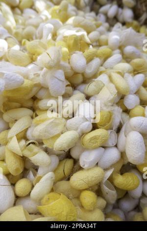 Bozzoli naturali di bachi da seta Foto Stock