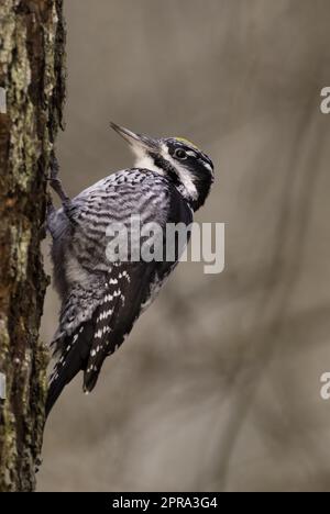 Picchio eurasiatico a tre dita (Picoides tridactylus) da vicino Foto Stock