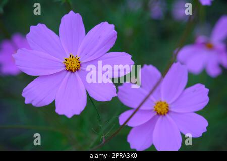 Cosmo rosa brillante, noto anche come pinna di fiori di aster: kosmos kukka in un'immagine di primo piano con alcuni verdi sullo sfondo. Splendidi fiori primaverili fotografati a Helsinki, Finlandia. Immagine a colori ravvicinata. Foto Stock