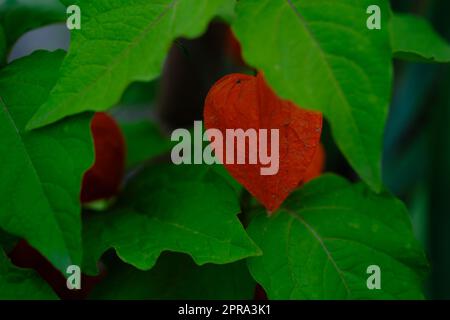 Pianta Physalis con fiori di arancio rosso brillante e foglie verdi su sfondo nero Foto Stock