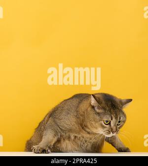 Adulto gatto grigio Scottish diritto su uno sfondo giallo Foto Stock