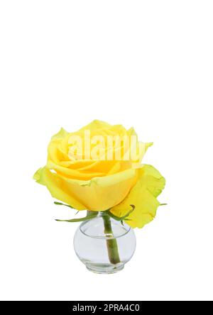 Rosa gialla in vaso isolato su sfondo bianco Foto Stock