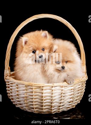 Adorabili cuccioli Pomeranian Spitz siedono in un cestino di vimini e posano bene per il fotografo. Foto Stock