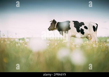 Black and White Cow mangiare erba in pascolo primaverile. Mucca che pascolano su un prato verde in primavera Foto Stock