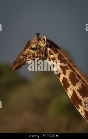 Primo piano della giraffa reticolata in piedi con catchlight Foto Stock