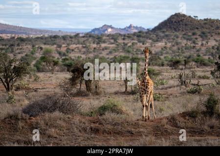 Giraffa reticolata in savana con polpaccio Foto Stock