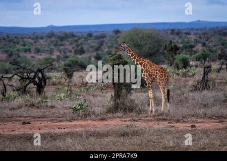La giraffa reticolare si erge a bush sulla savana Foto Stock