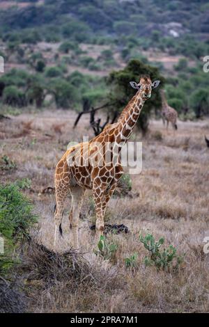 La giraffa reticolata si trova sulla savana che mangia le foglie Foto Stock