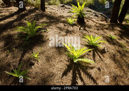 Pianta Sonchus congestus in una foresta di pino delle Isole Canarie. Foto Stock