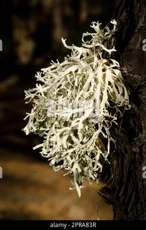 Stringere il lichene su un tronco di pino delle Isole Canarie. Foto Stock