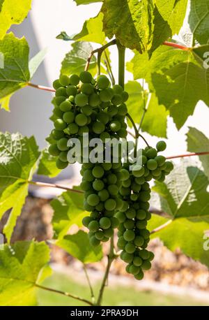 Verde uva acerba e lascia a vigneto Foto Stock