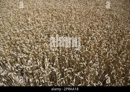 I cereali di frumento contribuiscono in modo determinante all'alimentazione della popolazione mondiale. Il grano è un alimento fondamentale. Le aree di crescita più grandi del mondo sono in Ucraina, Europa. Foto Stock