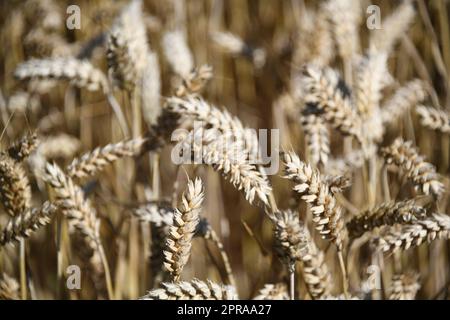 Primo piano di una spiga di grano. I cereali di frumento contribuiscono in modo determinante all'alimentazione della popolazione mondiale. Il grano è un alimento fondamentale. Le più grandi aree di coltivazione sono in Ucraina, europa. Foto Stock