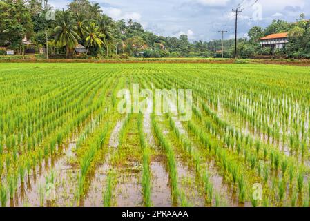 Agricoltura e la coltivazione del riso in Mirissa nel sud dello Sri Lanka Foto Stock