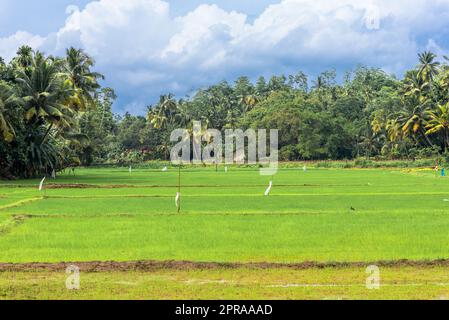Agricoltura e la coltivazione del riso in Mirissa nel sud dello Sri Lanka Foto Stock