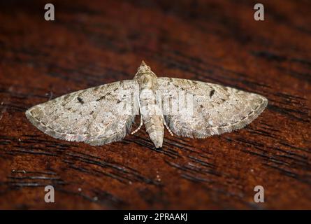 Il grande fiore di ginepro (Eupithecia intricata) su una tavola. Foto Stock