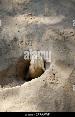 Cane vigile della prateria, Cynomys ludovicianus guarda fuori dalla sua tana e tiene sotto controllo i nemici Foto Stock