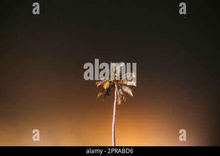 Goa, India. Real Night Sky Stars. Palme Da Cocco Sullo Sfondo Di Natural Starry Sky. Foto Stock